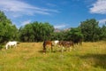 Horses and Mules in Mountain Pature Royalty Free Stock Photo