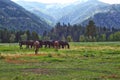 Horses and Mules, Rock Creek, Montana