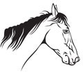 Horses muzzle profile