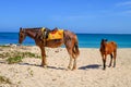 Horses in Natadola Beach, Viti Levu Island, Fiji