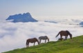 Horses in the natural park of Aiako Harriak.