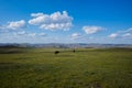 horses in the natural pasture in Inner Mongolian