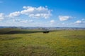 Horses in the natural pasture