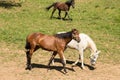 White and brown horses in nature