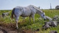 Horses in nature - golan trail