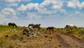 Horses in nature - golan trail