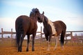 Horses nature village summer time