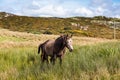 Horses near Connemara National Park, Co. Galway, Ireland Royalty Free Stock Photo