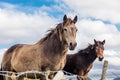 Horses near Connemara National Park, Co. Galway, Ireland Royalty Free Stock Photo