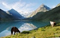 Horses near mountain lake Ak-kem