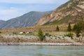 Horses near mountain river Argut, Altai, Russia Royalty Free Stock Photo