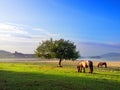 Horses near Nanclares de Gamboa Royalty Free Stock Photo