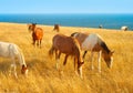 Horses near the sea Royalty Free Stock Photo