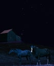 Horses at night