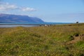 Horses in North Iceland