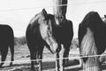 Horses nuzzle in black and white