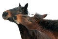 Horses nuzzling