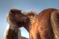 Horses nuzzling Royalty Free Stock Photo