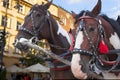 Horses of an old fashioned cab Royalty Free Stock Photo