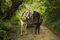 Horses ona countryside road