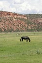 Horses in open range Royalty Free Stock Photo