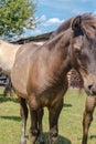 Horses of the original breed - Polish Konik - descendants of wild Tarpan horses . Royalty Free Stock Photo