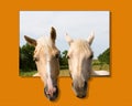 Horses Out of Bounds Royalty Free Stock Photo