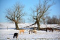 Horses out on a ranch in the winter snow Royalty Free Stock Photo