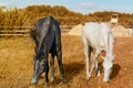 The horses in the paddock on a background of autumn