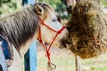 Horses in the paddock eating dry hay summertime Royalty Free Stock Photo