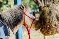 Horses in the paddock eating dry hay summertime Royalty Free Stock Photo