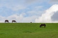 Horses on a paddock eating grass Royalty Free Stock Photo