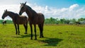 Horses on the paddock at the stud Royalty Free Stock Photo