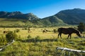 Horses at Paklenica Velebit Croatia Europe Royalty Free Stock Photo