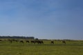 Horses in pampas