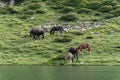 Horses in the Parc Natural de la Vall de Sorteny