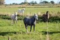 Horses in Parc Natural Regional de Camargue, France Royalty Free Stock Photo