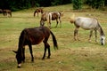 Horses in the park Royalty Free Stock Photo