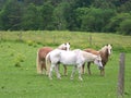 Horses in a pasture