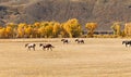 Horses in Pasture