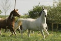 Horses on the pasture