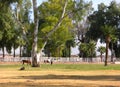 Horses At Pasture