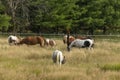 Horses on pasture Beautiful horse grazing on natural meadow Royalty Free Stock Photo