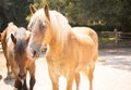 Horses in pasture South Carolina Royalty Free Stock Photo