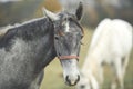 Portrait grey horse on pasture Royalty Free Stock Photo