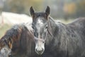 Portrait grey horse on pasture Royalty Free Stock Photo