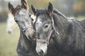 Portrait grey horse on pasture Royalty Free Stock Photo