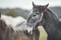 Portrait grey horse on pasture Royalty Free Stock Photo