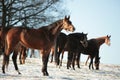 Horses on the pasture at dawn Royalty Free Stock Photo