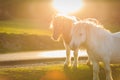 Horses on pasture evening near sunset Royalty Free Stock Photo